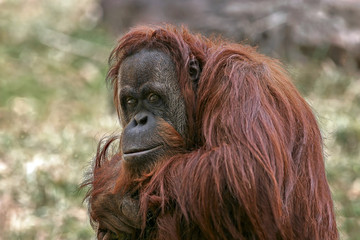Orangutan © Ronnie Howard
