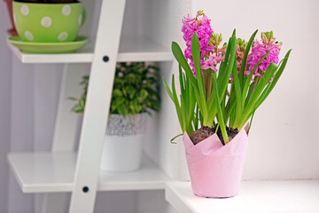 Beautiful hyacinth in pot on table