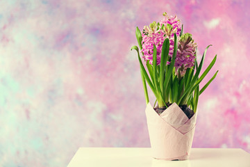 Fototapeta na wymiar Beautiful hyacinth in pot on pink background