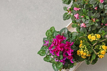 Beautiful plants on light background