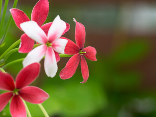 Rangoon creeper flower (select spot focus)