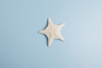 Fototapeta na wymiar Starfish on blue background