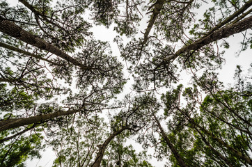 Green trees in a forest, view up to the sky