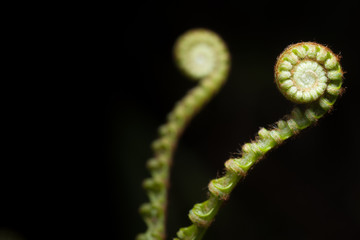 New Fern Leaf isolated on black