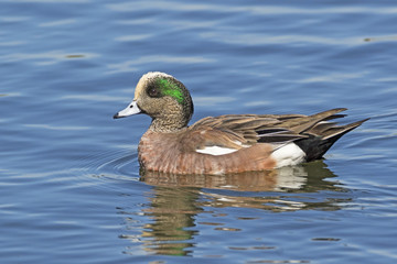Bird duck floating athe Los Angeles River in the winter