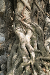 banyan roots on the rock