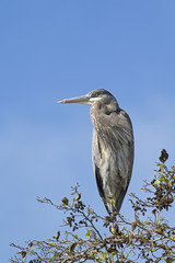 Obraz premium Bird heron above Los Angeles River hunting in the afternoon