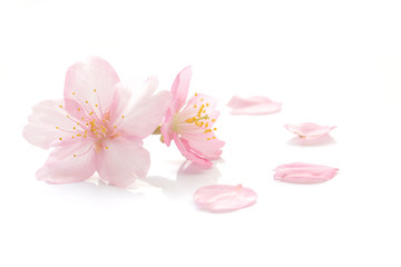 Japanse kersenbloesem en bloemblaadjes  2