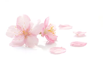 Foto op Plexiglas Japanse kersenbloesem en bloemblaadjes  2 © Naoki Kim