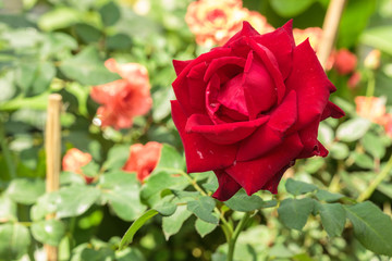 close up pretty red rose in the garden