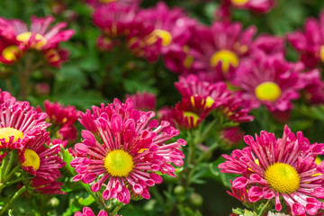 pink Chrysanthemum flowers in the garden