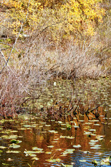 Lily pads rest on surface of water with colorful reflections from Indiana's stunning autumn scenery.