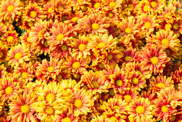 beautiful orange autumn chrysanthemums for the background