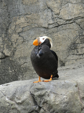 Tufted Puffin