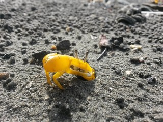 Small yellow crab at the sand beach in Fiji summer vacation in the nature 