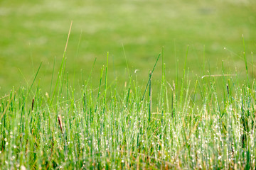 fresh green grass natural background