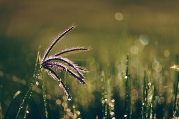 close up flower grass in the morning shallow dof