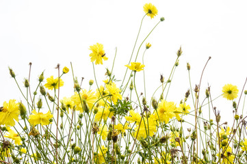 Marigold flowers (Yellow Cosmos) in the meadow on white background