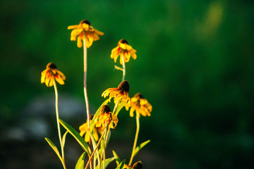 Bouquet of yellow flowers isolated on blurred nature background