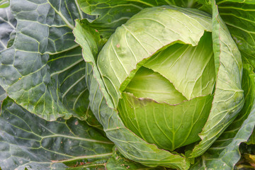 Fototapeta na wymiar Close up head of fresh cabbage with a lot of leaves in the field