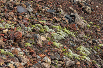 Frozen volcanic emissions covered with moss. North Breakthrough Great Tolbachik Fissure Eruption 1975