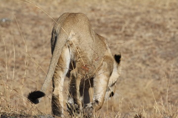 Asiatic Lion on the move