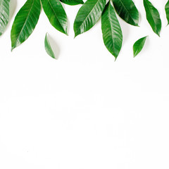 Header. Green leaves on white background. Flat lay, top view. Floral composition