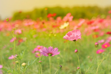 Obraz na płótnie Canvas flowers in the meadow