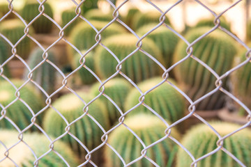 Abstract green cactus plant and steel net fence with blur background