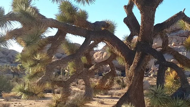 Pan view of a Joshua trees, in Joshua tree national park, in California, United states of america