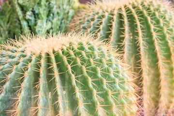 Closeup of green cactus plant