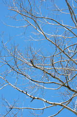 Bare branches of a dry tree on the blue sky background