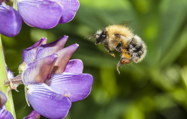 bumble bee flying to flower - 138644725