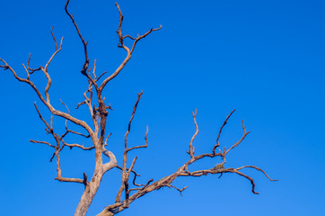 Fototapeta na wymiar Dead tree under blue sky