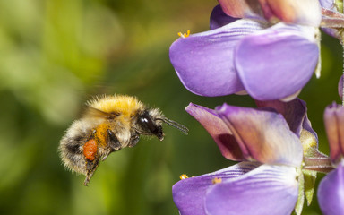 bumble bee flying to flower - 138644751