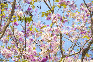 Lagerstroemia loudonii flower tree on blue sky background
