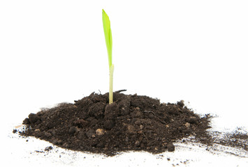corn seedling