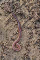 earthworm