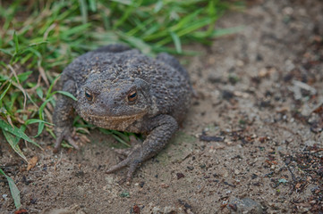 frog