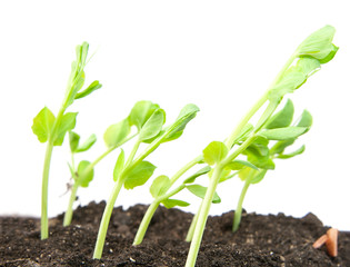 peas and soil
