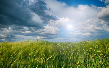 rye field