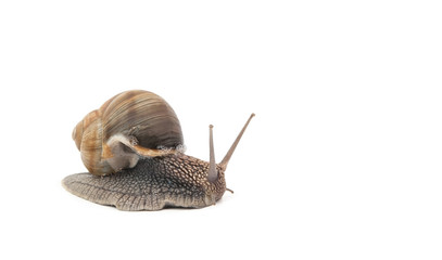 snail isolated