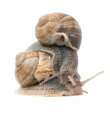 two snails