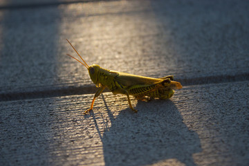 Grasshopper