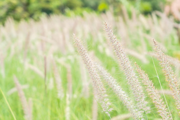 grass flower in the garden