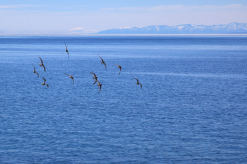 Flock of birds flying over water surface