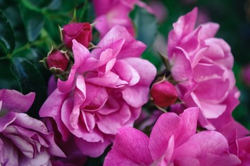 Pink Roses and Rosebuds