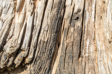 Wood texture