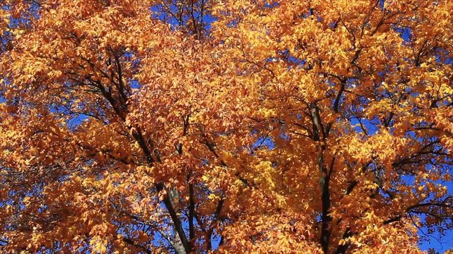 Loop Features Large Trees With Yellow Fall Leaves Blowing In The Autumn Breeze. 