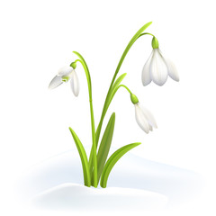 Snowdrops or Galanthus nivalis in snow on a white background. Spring vector illustration. Vector background with flower.